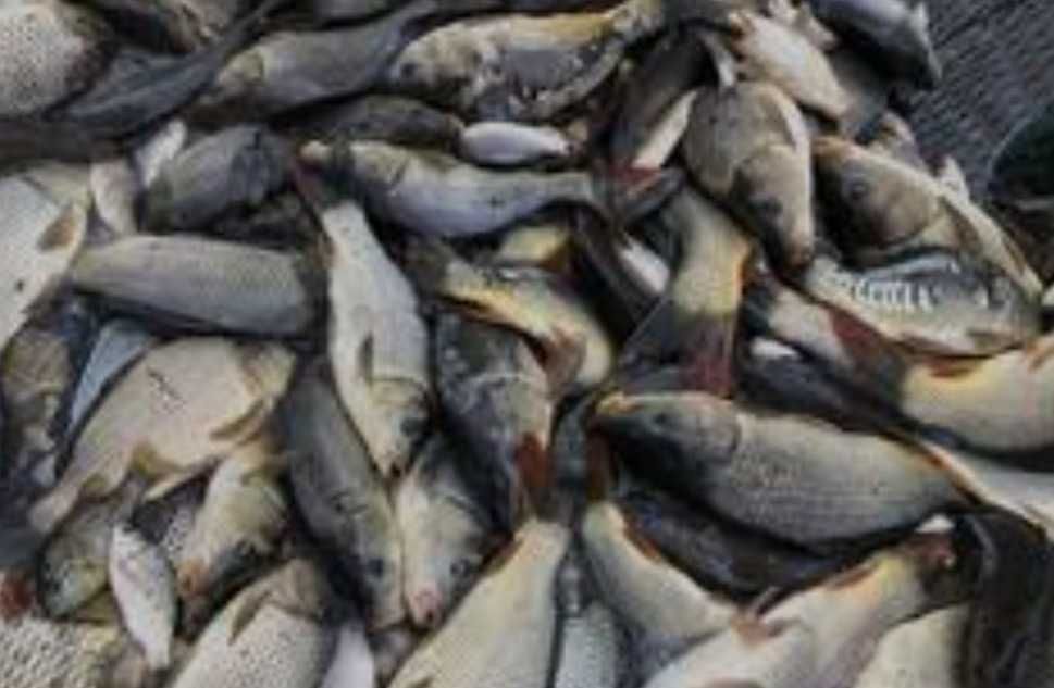 Продам живу рибу короп щука