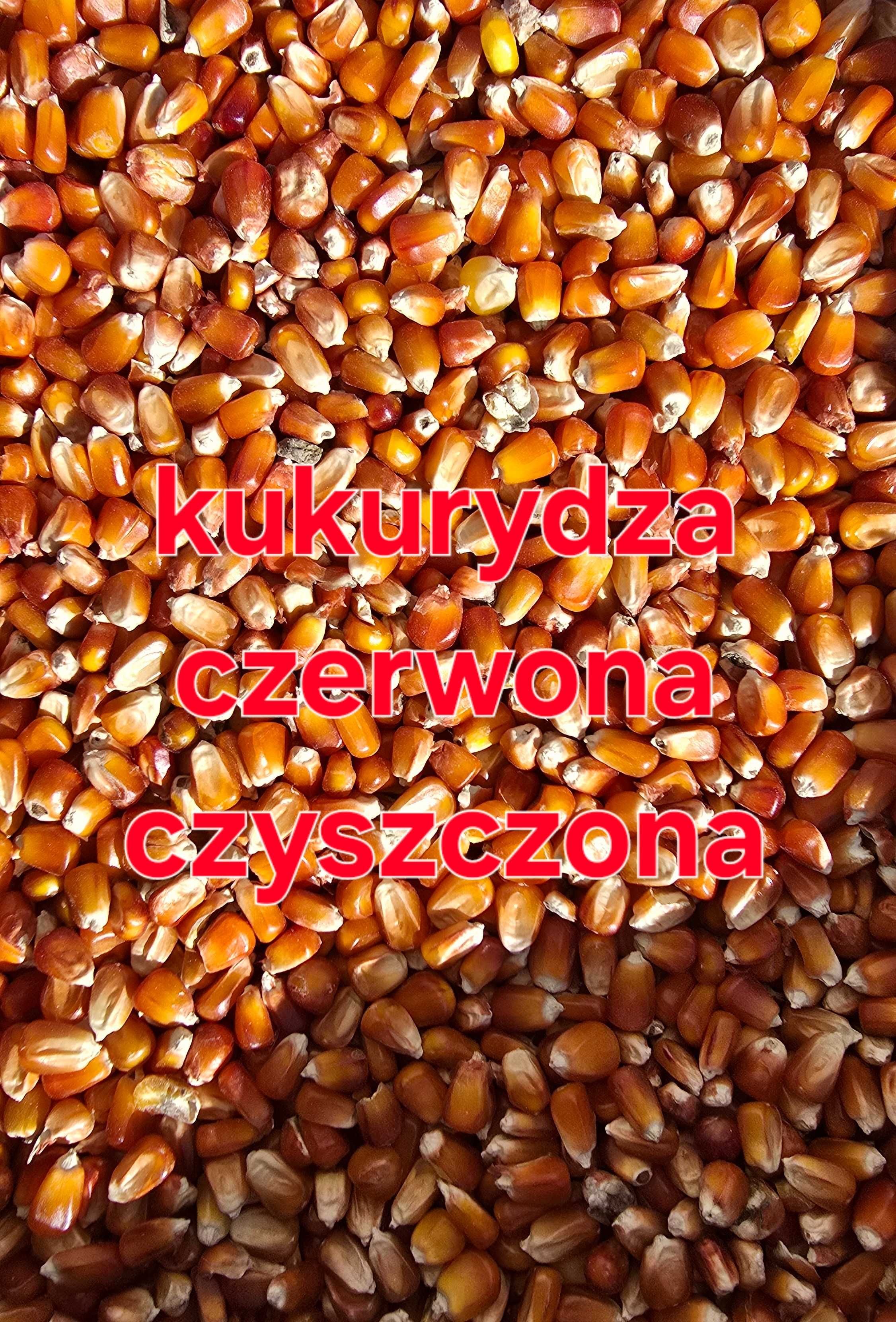 Kukurydza Czerwona Czyszczona dla Gołębi Drobiu 10 kg-->VetZwierzogród