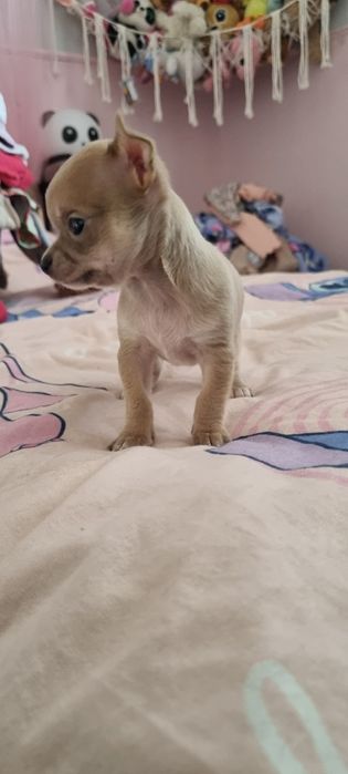 Chihuahua xs fawn  samiec rezerwacja do niedzieli