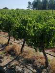 Uvas Para vinho.