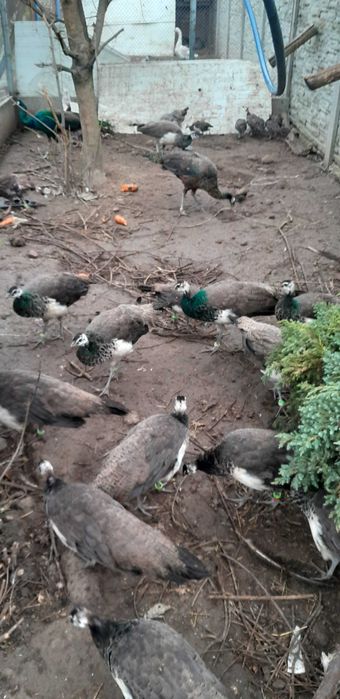 Paw Pawie Pawice 2025. Po szmaragdzie dostępne kury