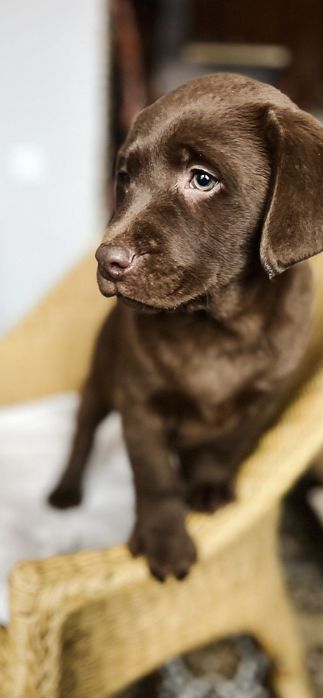 Шоколадний лабрадор