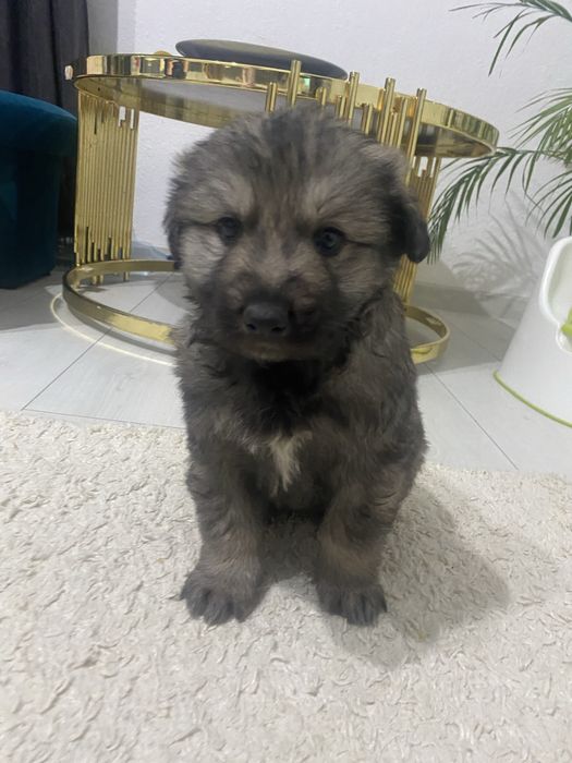 Віддам собаку в дуде добрі руки