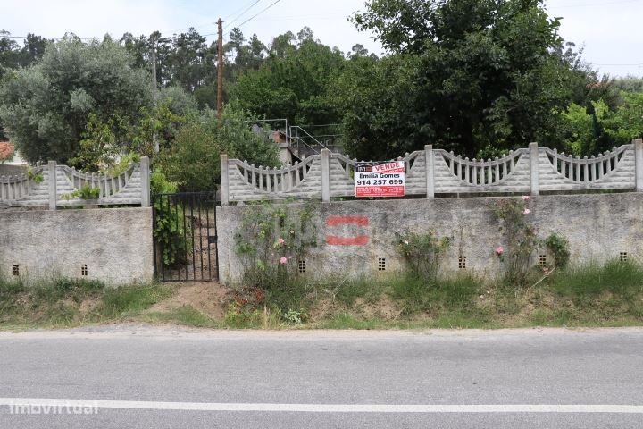 Terreno com oliveiras