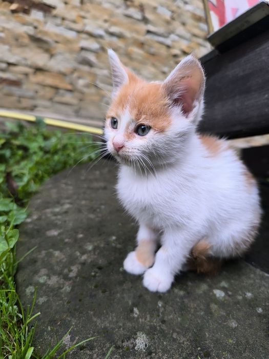 Котик хлопчик віддається в добрі руки