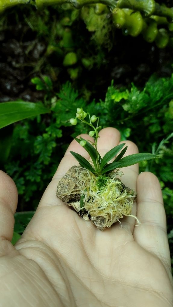 Мініатюрна орхідеяZygostates alleniana