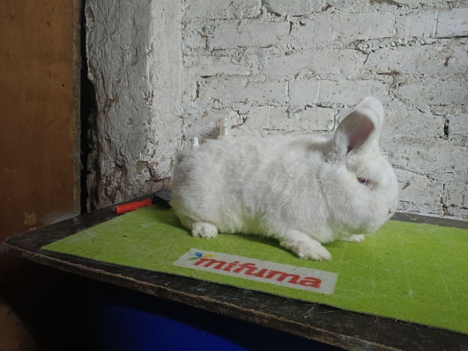 Samiec nowozelandzki biały