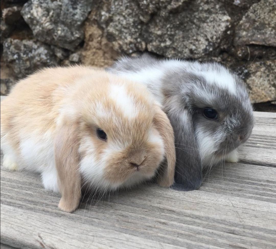 KIT Coelhos anões orelhudos(mini lop) muito dóceis