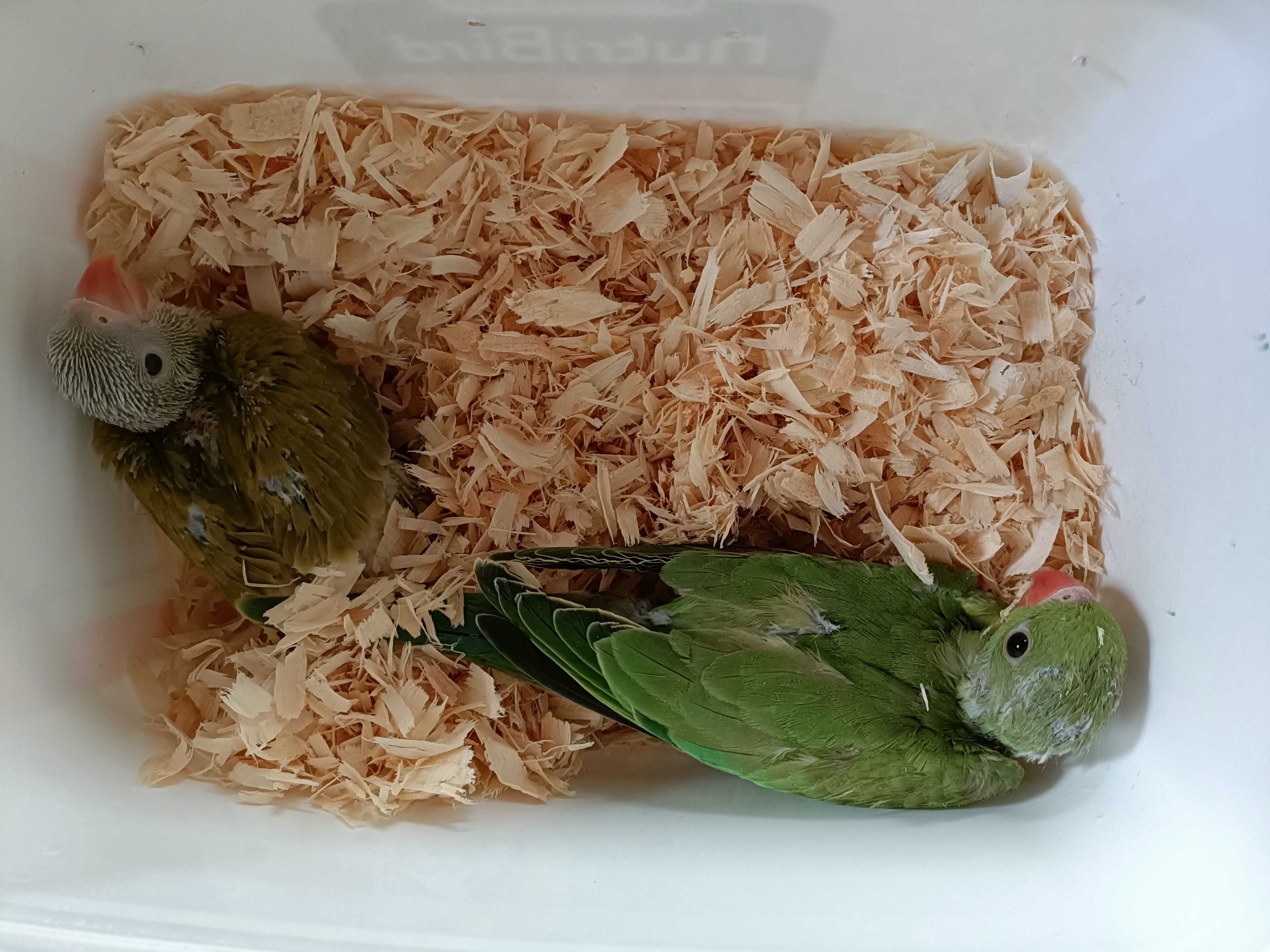 Ring neck verde edged macho