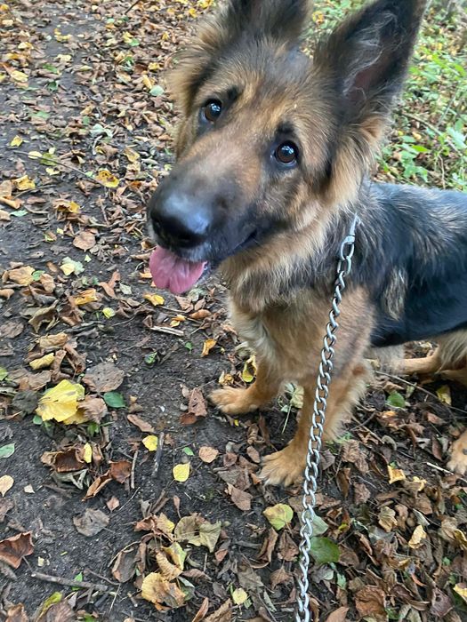 ODDAM psa do adopcji owczarka