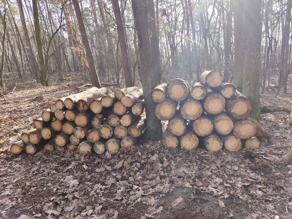 Drewno przesuszone opałowe  sosna