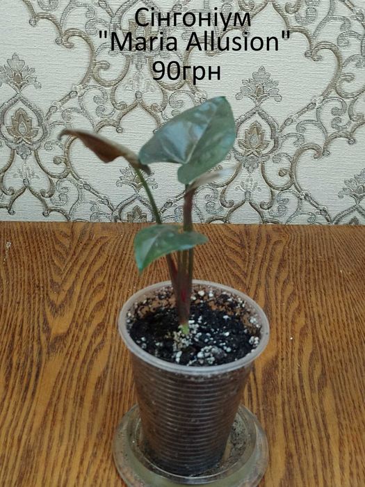 Колекційні, сортові сингоніуми.