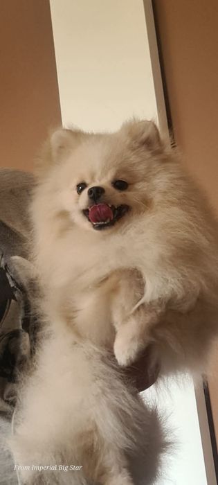 Szpic miniaturowy pomeranian zkwp FCI  mikro sunia