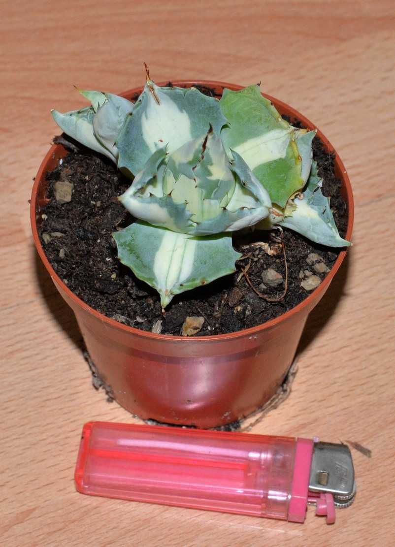 Агава Потаторум Вариегата Agave potatorum cv. Ouhi-Raijin variegata