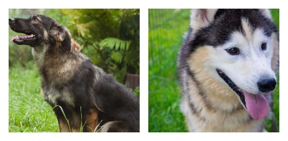 віддам собаку щеплені адекватні