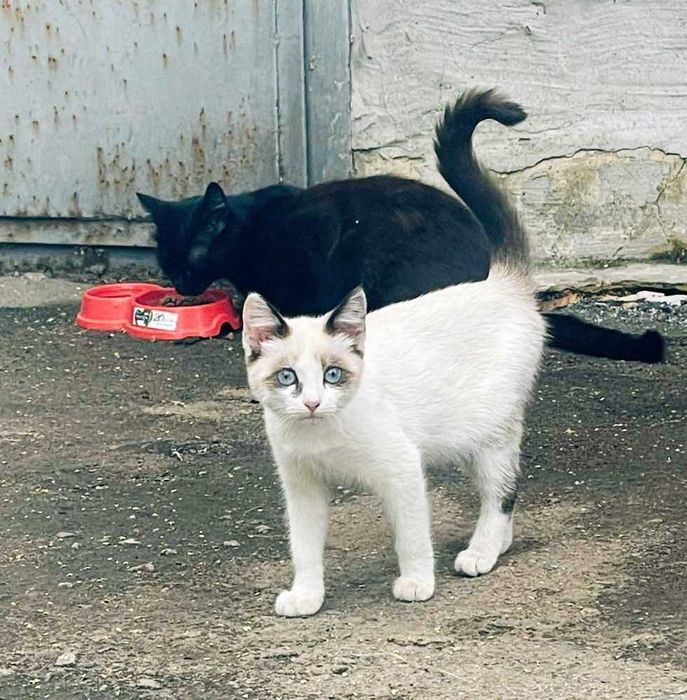 Кошенятам потрібен дім