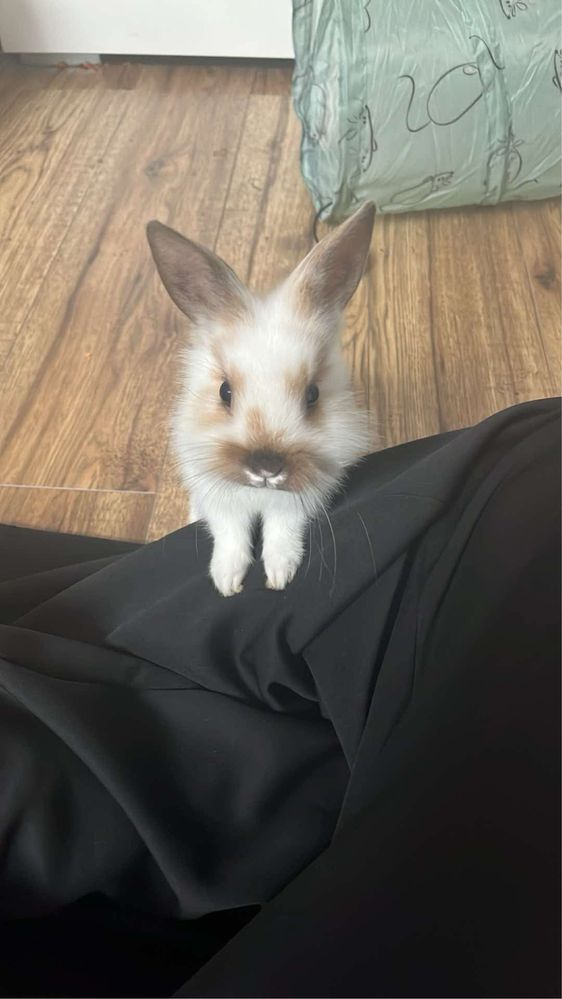 PILNIE! oddam królika miniaturkę
