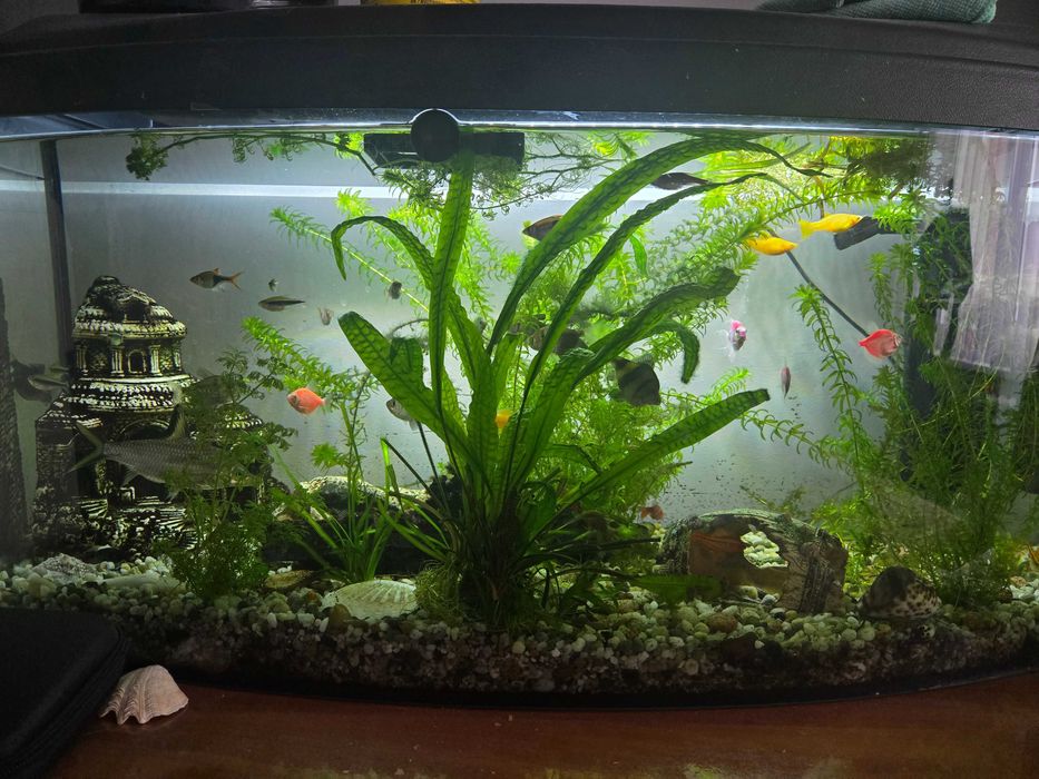 Akwarium 100L z pokrywą,50ryb.