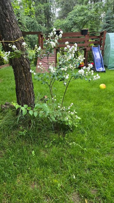 Podwójna działka ROD Wilanówka, Vogla, Wilanów