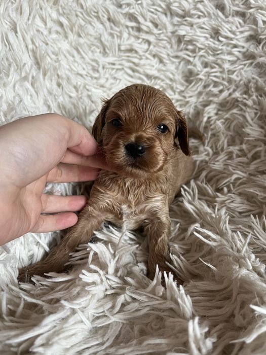 Piesek cockapoo mama cocker spaniel tata pudel toy badania genetyczne