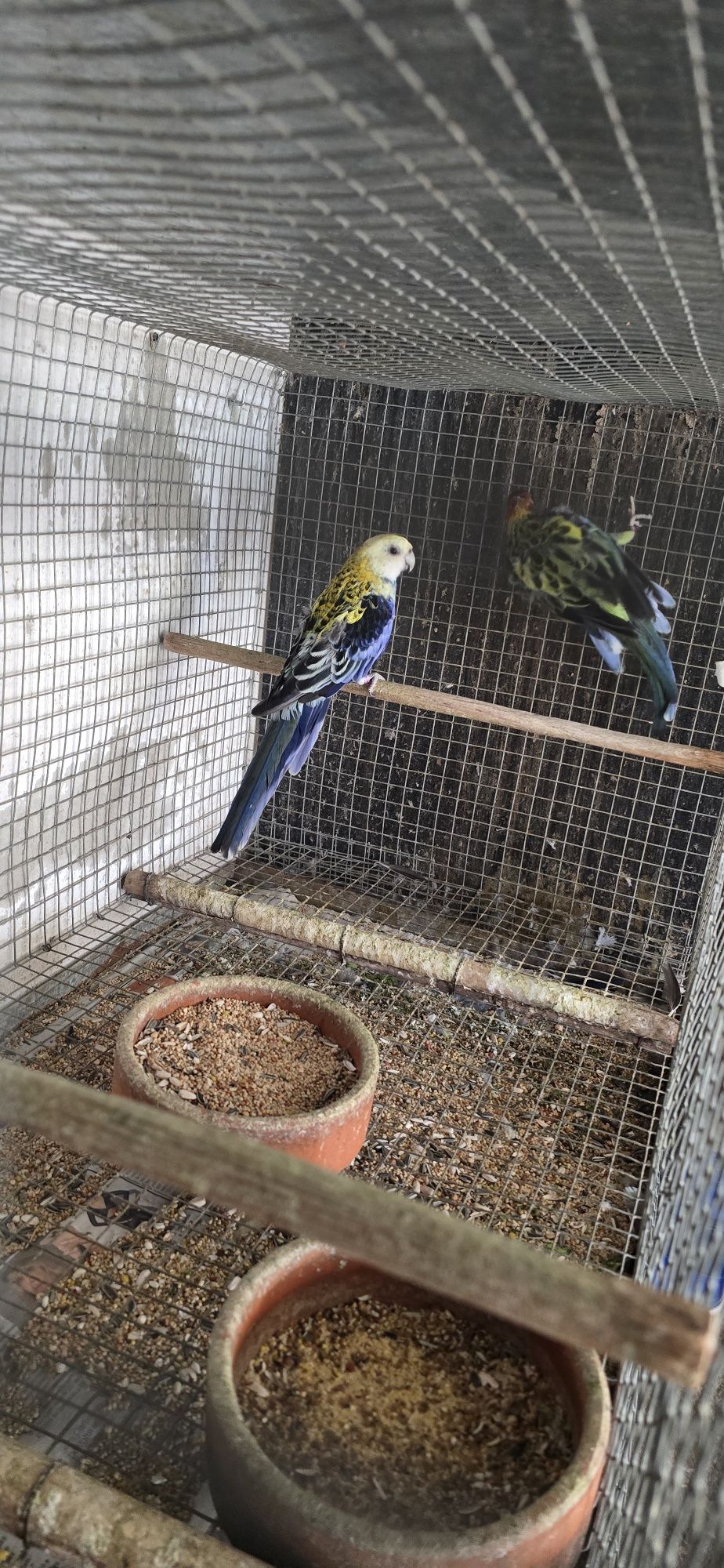 Roselas e ringneck