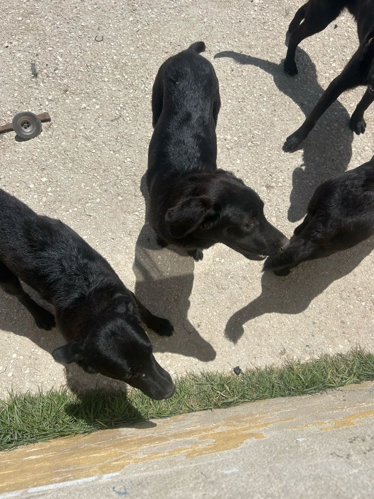 Duas cadelas pretas para Adopção