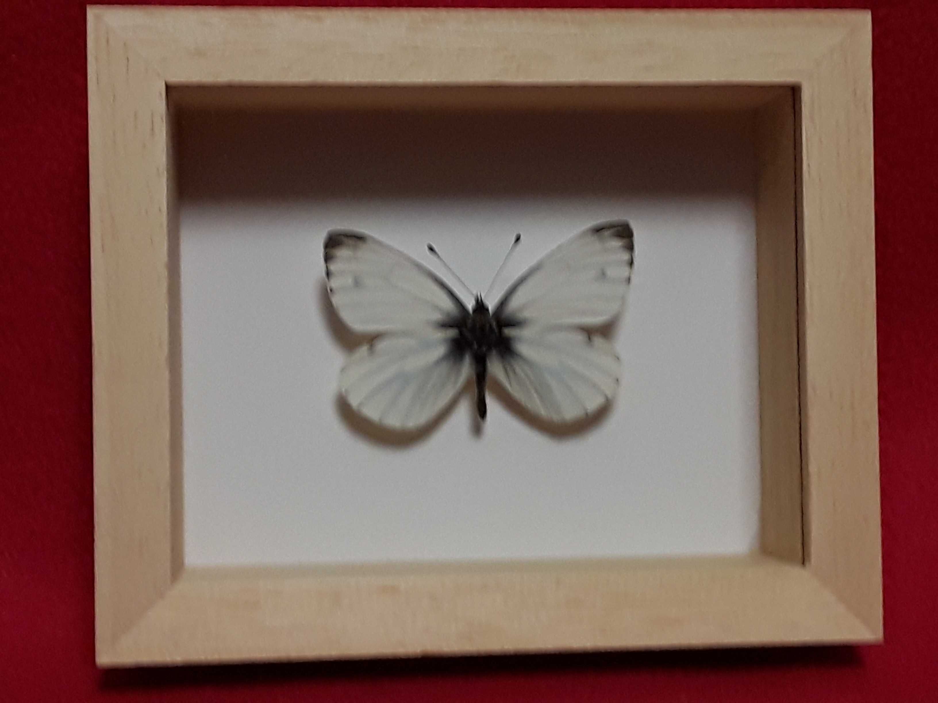 Motyl w ramce 8 x 10 cm . Pieris napi - ( Bielinek bytomkowiec ) .