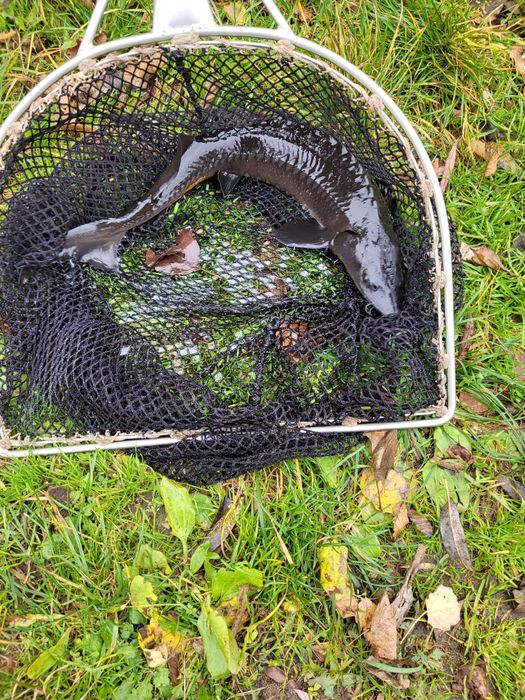 Jesiotr żywy, ryba, sprzedaż