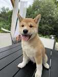 Shiba inu PIES gotowy do odbioru