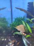 Caridinas Cristal Red e Cristal Black