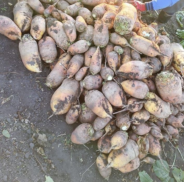 Продам кормовий бурак