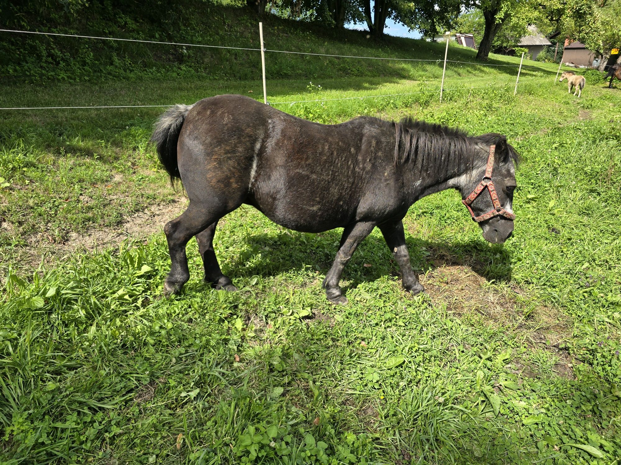 Klacz kucyk Okazja źrebna
