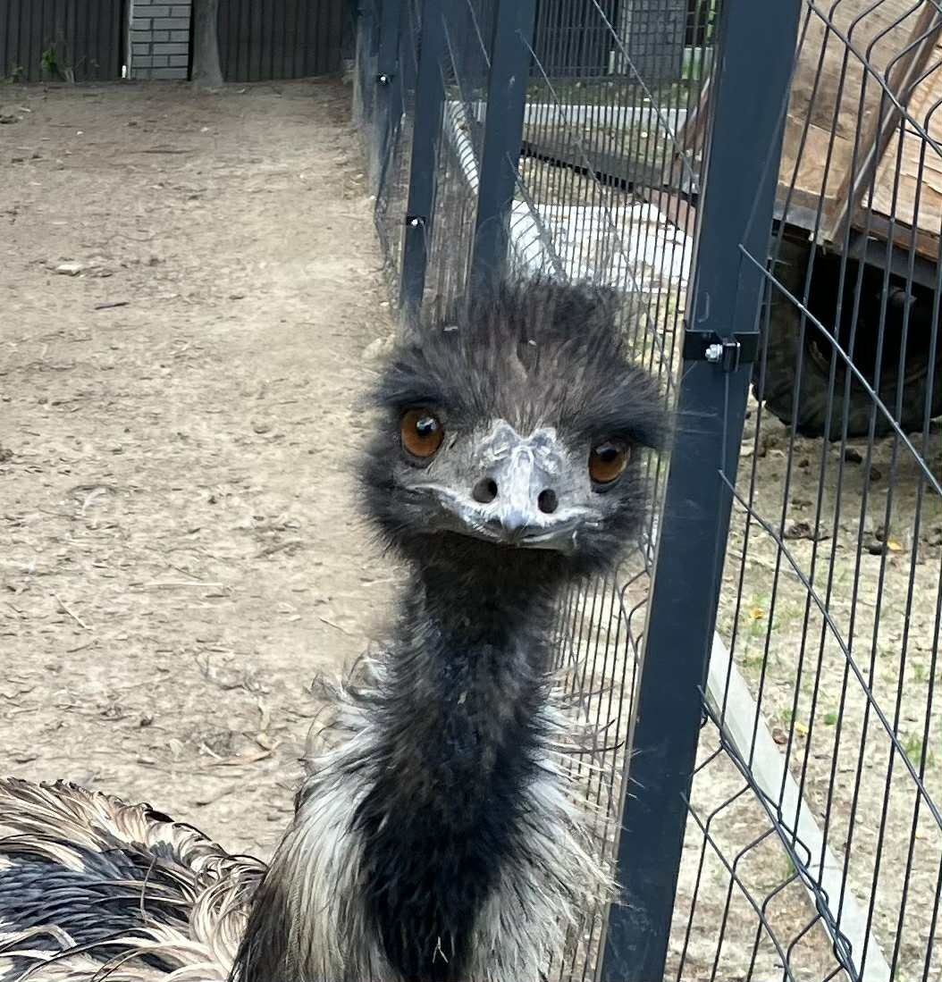 Emu, Struś. 1,5 roczny samiec. Pilne!