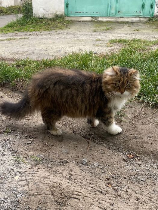 Гарнюній котик в добрі руки