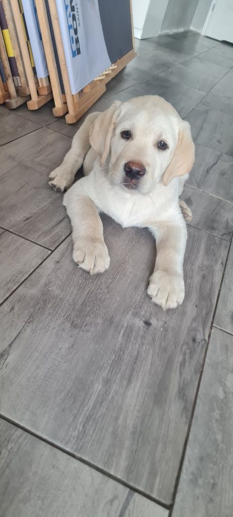 Do odbioru samiec Labrador Retriever ZKwP FCI