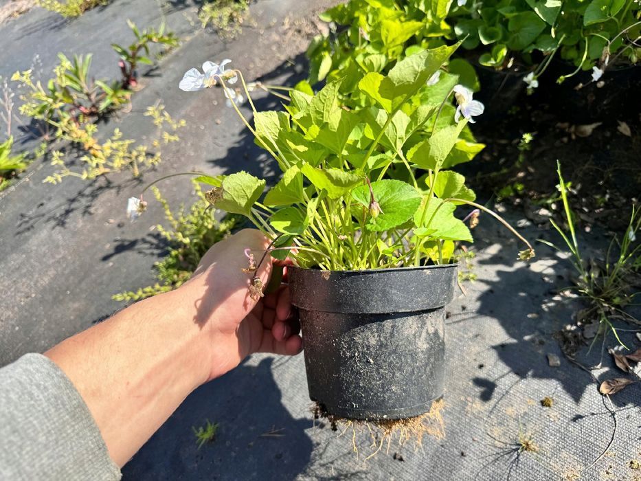 Fiołek Motylkowy 'Priceana' (Viola sororia) Doniczka 1.0L