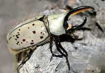 Larwy Dynastes grantii – rzadki kuzyn herkulesa