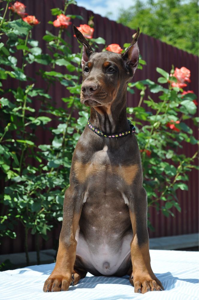 Doberman FCI КСУ