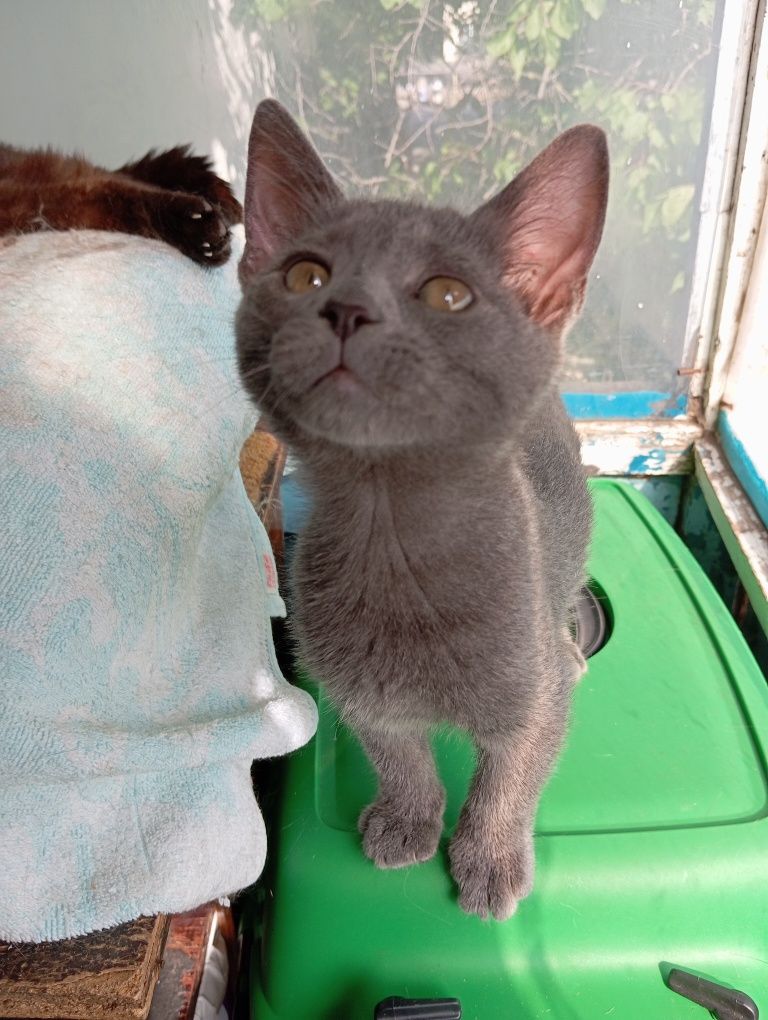 Котёнок девочка 2.5 месяца