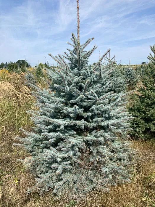 CHOINKA - Świerk Srebrny formowany - Wybierz sam na PLANTACJI
