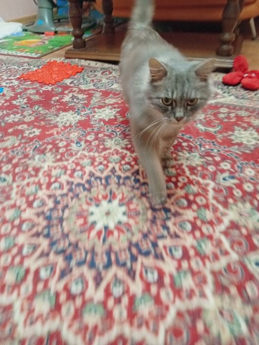 Шукаю теплі і добрі руки для ніжної кицюні