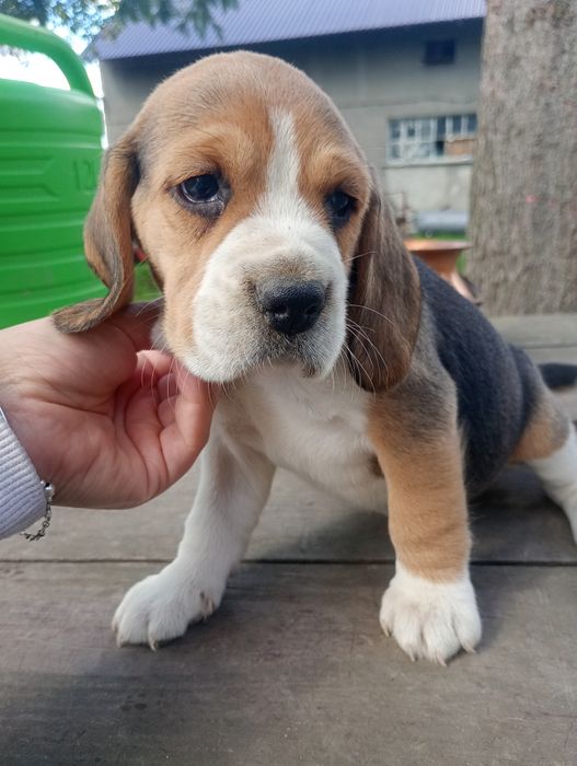 Piękna suczka Beagle