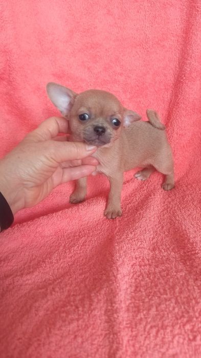 Чихуахуа.дівчинка. Вік два місяців. Чудо ізабелового кольору . Вакцино