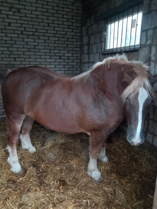 Klacz sokólska sokólska