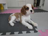 Suczka Cavalier King Charles Spaniel