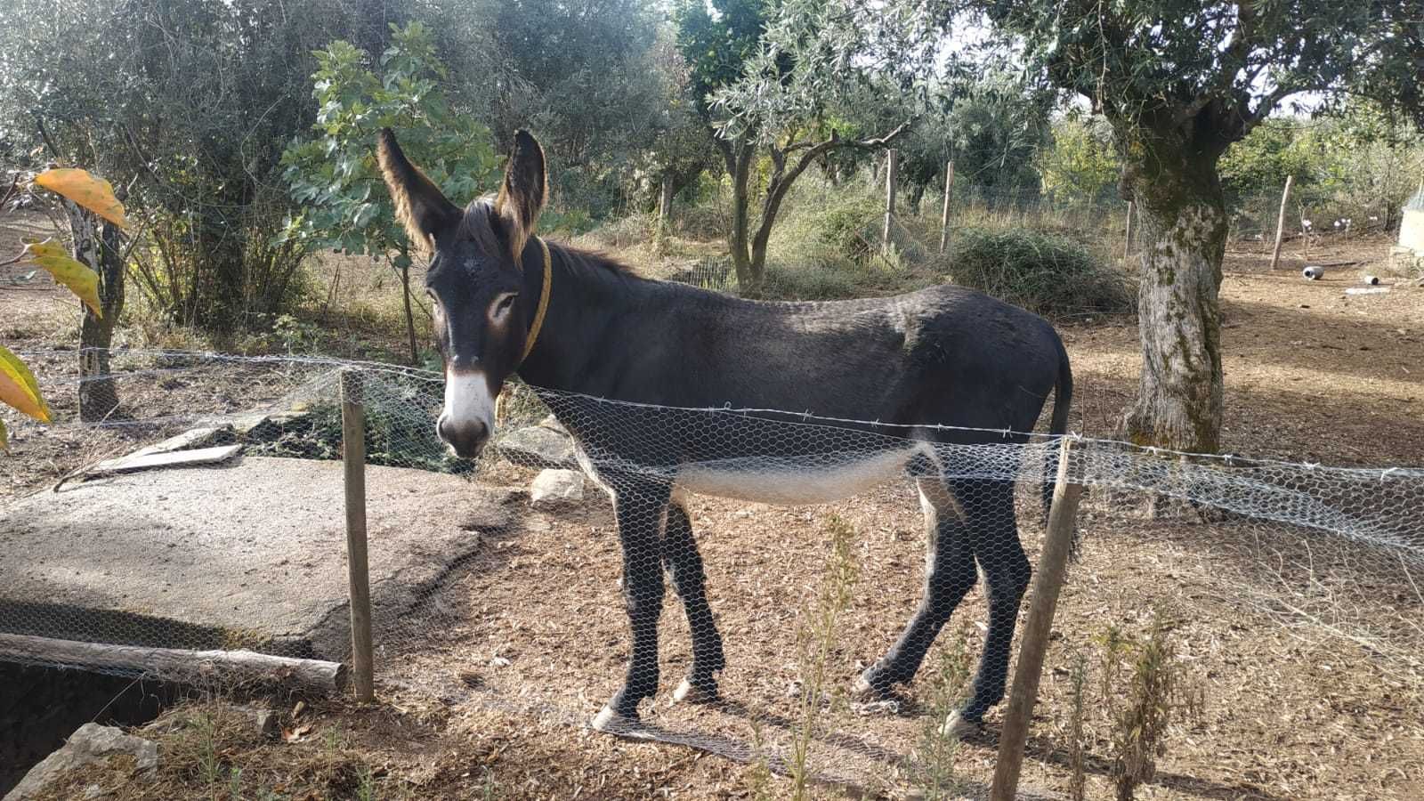 Vendo burro mirandes