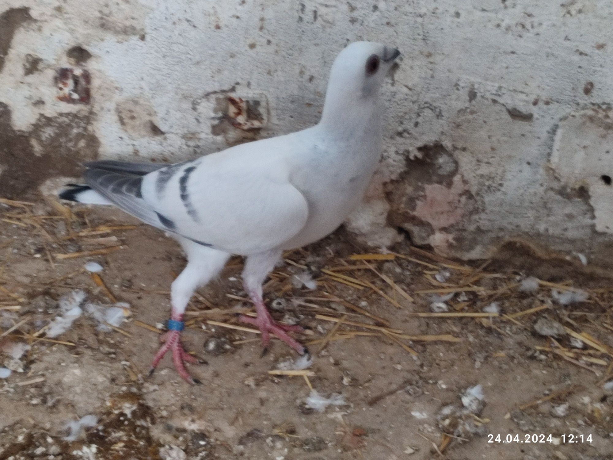 Gołębie Naghel arabskie młode