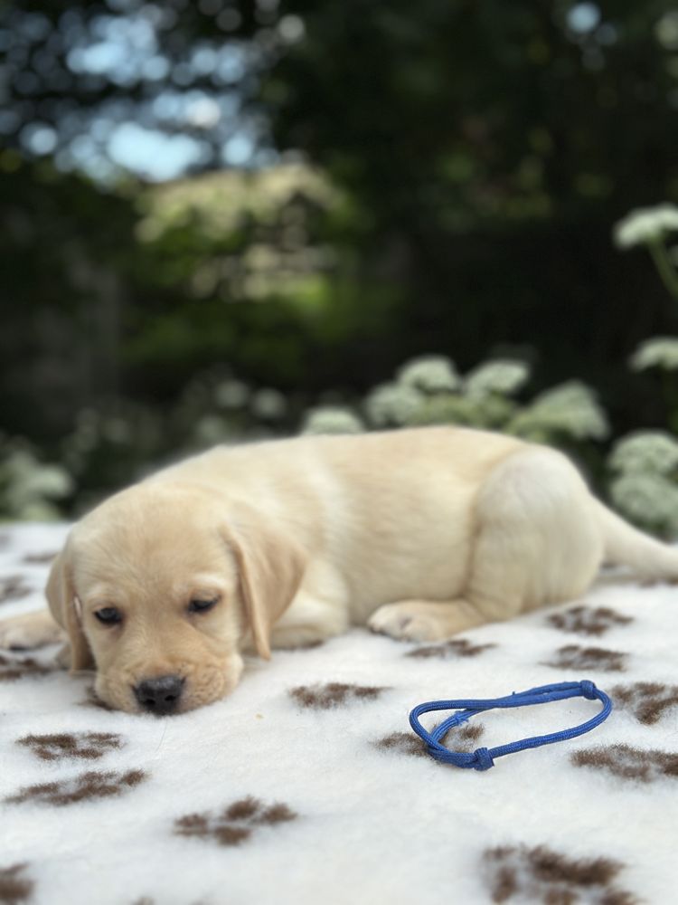 Labrador Retriever z rodowodem FCI ZKwP