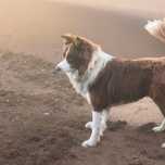 Border Collie para acasalamento