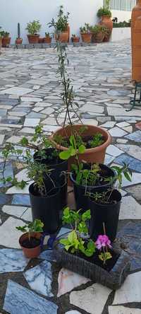 Videira, Trepadeira Passiflora, Budleia, Jade, Sardinheiras, Hortensia